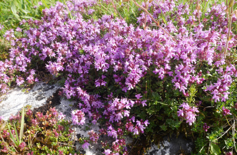 Growing Your Own Thyme